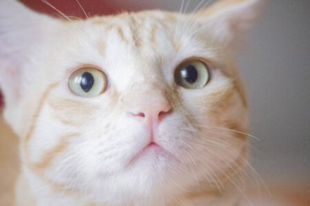 staring cat