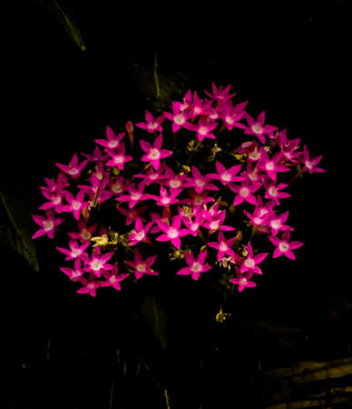 pink flowersの写真素材