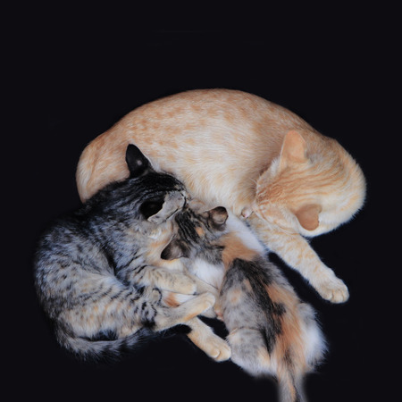 Cat nursing kittens with black backgroundの写真素材
