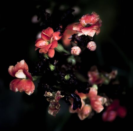 Orange flowersの写真素材