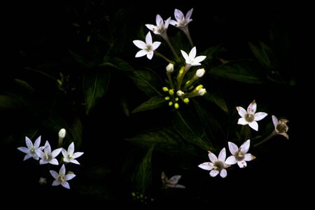 white lilly flowersの写真素材