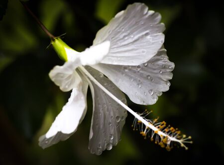 white hibiscus flower with black backgroundの写真素材