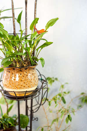 Homemade green plants in a brown pot on the balcony in a metal stand under artificial lightの写真素材