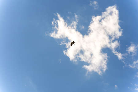 High in the blue sky, a heron flies against a white cloud, with a branch in its beak for building a nestの写真素材