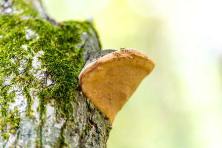 Mushroom, woody, on a tree, one, brown, side, color, moss green, strong background blur