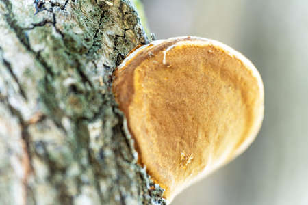 Mushroom, woody, on a tree, one, brown, side, color, strong background blur