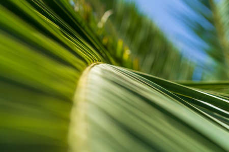 The needles of the palm leaf are green with a strong close-up blur at an angle. Conceptの写真素材