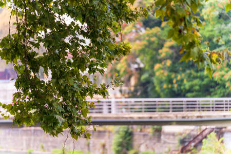 Green and yellow leaves on the branches of trees in late summer against the background of a bridge across the river. The background is blurredの写真素材