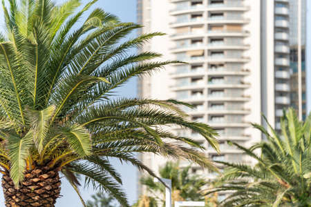 View of a palm tree with green leaves on the background of a high-rise building on a sunny day. The background is blurredの写真素材
