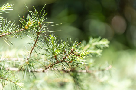Beautiful view of a green branch of a Christmas tree with needles on a sunny day on a blurry...