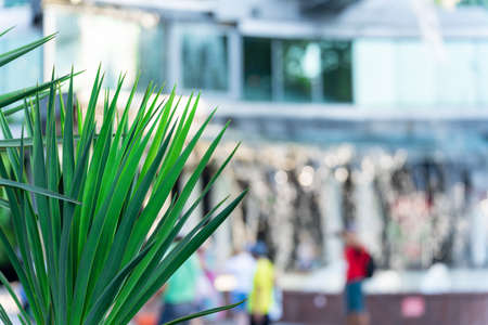 A green palm branch against the background of the urban environment on a sunny day. The background is very blurryの写真素材