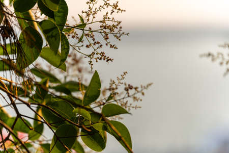 Beautiful view of the branches of green southern plants close-up against the background of the sea at dusk. The background is blurredの写真素材