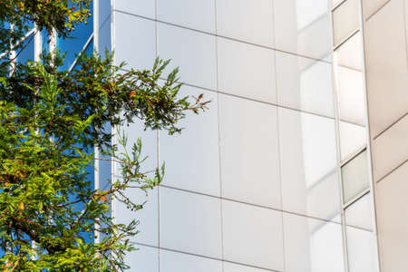 Branches of a coniferous tree with green needles on the background of a fragment of the facade of a house lined with gray tiles on a sunny dayの写真素材