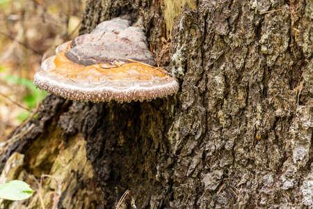 View of a tree mushroom growing in the forest on a tree stump. Large