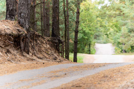 View of fragments of pine trees along a forest country road on an autumn day. The background is blurredの写真素材