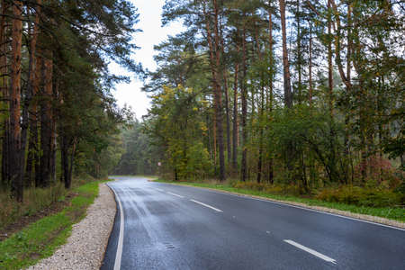 Beautiful autumn landscape with a view of an asphalt highway with road markings through a pine...