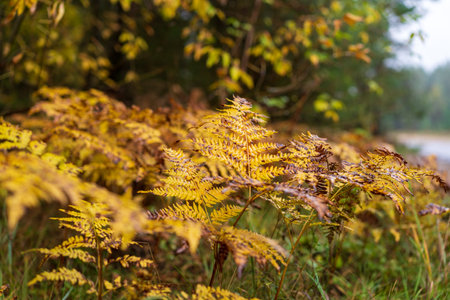 Beautiful autumn landscape close-up of trees and bright yellow leaves in the forestの写真素材