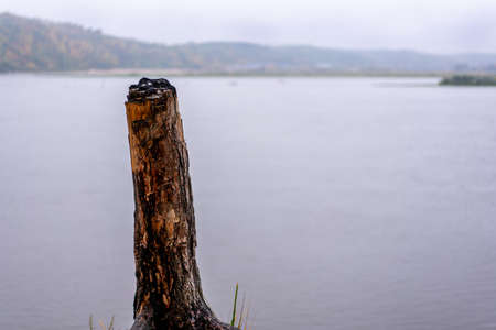 View of a pine stump standing on a steep river bank on a rainy, cloudy autumn day. The background is blurredの写真素材