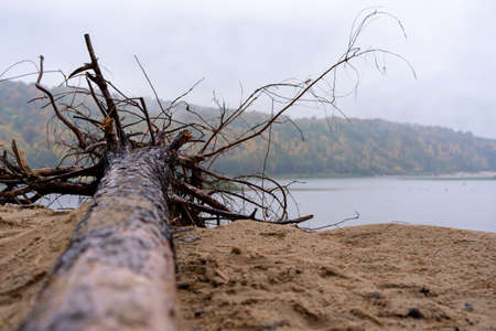 Landscape with a view of nature, a pine tree with roots lying on a sandy steep river bank on a rainy, cloudy autumn day. The background is blurredの写真素材