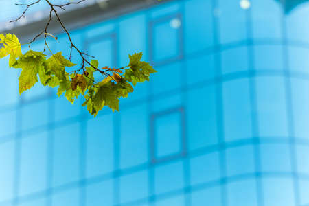 Beautiful view of a tree branch with foliage in early autumn against the background of the mirrored windows of the building on a sunny day. The background is blurredの写真素材