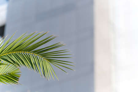A palm leaf on the background of a fragment of the facade of a tall building, lined with light blue tiles. The background is blurredの写真素材