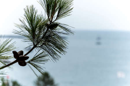 Brown cones on the branches of a fir tree with green and yellow needles, against the background of the blue sky and the sea on a sunny day. Strong background blurの写真素材