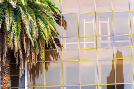 Branches of a green palm tree against the background of a fragment of large office windows with...