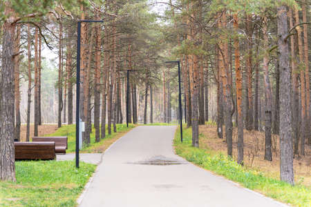 View of the asphalt path, benches, light poles in the park on an autumn day, against the background of green grass. Pine forest. Ecology, clean airの写真素材