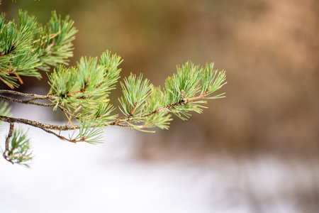 View of a green pine branch on a winter day. Large. The background is blurred