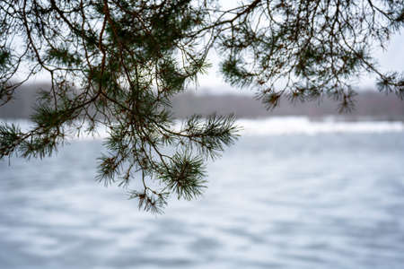 View of a pine branch with green needles on the background of a winter ice-covered forest lake. Large. The background is blurredの写真素材