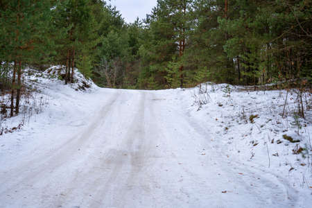 Winter snow-covered forest road through a pine forest with green pines along the road to the hillの写真素材