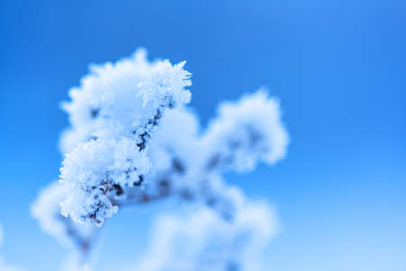 Beautiful close-up view of a branch covered with fluffy white snow with a blurred backgroundの写真素材