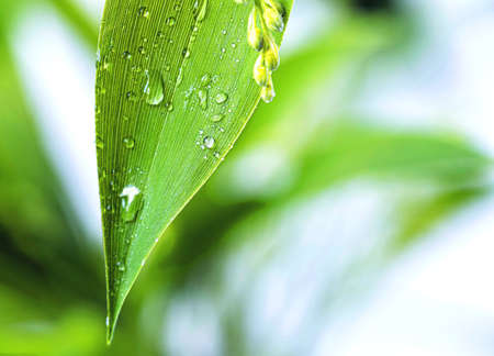 Beautiful close-up view of a green leaf with water drops after rain, on a light blurred background