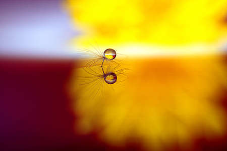 Beautiful view of a drop of water in a dandelion seed floating on the surface of the water in which the flower is reflectedの写真素材