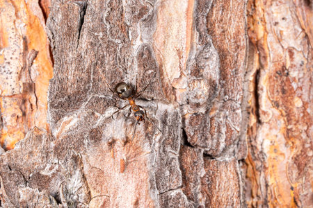 A view of a red ant running down the brown bark of a tree. Large. Macrophotographyの写真素材
