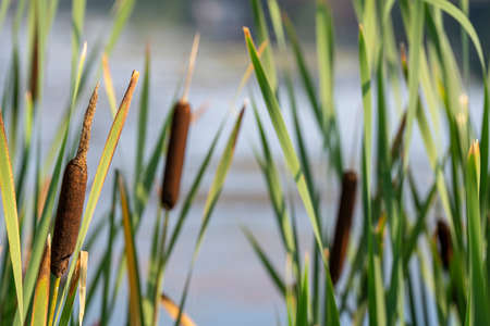 View of the reeds growing on the edge of the lake on a sunny summer day. beautiful close-upの写真素材