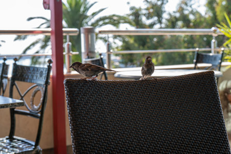 View of two sparrows sitting on a chair of an outdoor cafe on a sunny day on the seashore against a...