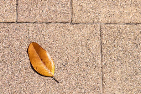 A close-up view of a yellow magnolia leaf fallen from a tree onto a paving tileの写真素材