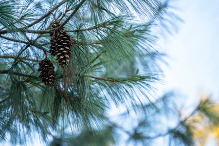 A close-up view of two opened brown cones hanging under a spruce green branch. The background is blurredの写真素材