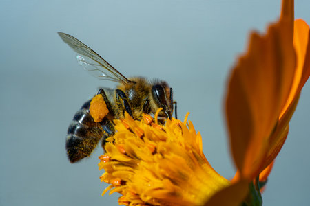 View of a honey bee with nectar on its paws collecting pollen from a yellow flower