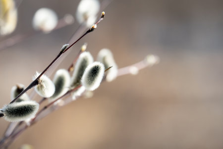 Photo with a beautiful view of a willow twig with fluffy buds. The background is blurredの写真素材