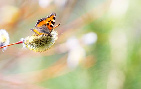 An orange butterfly in profile sitting on a willow bud with its wings spread out on a sunny day. The...