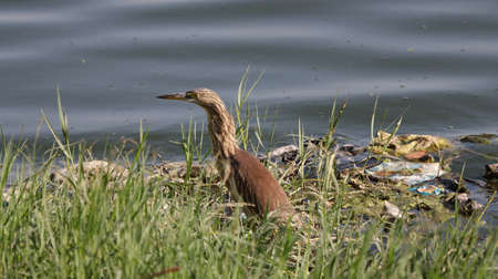 Indian pond heron at a lake