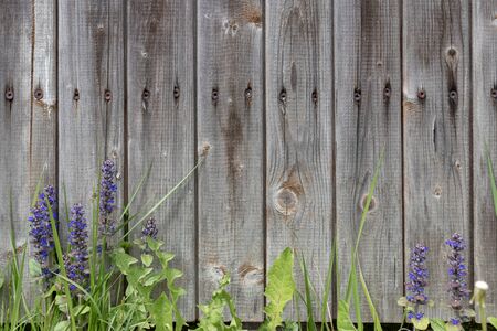 Background grey rustic board fence with nails and green grass with purple flowers at the bottomの写真素材