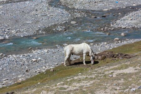 A white eating grass in Tibet on trekking route around mountain Kailash near a river with rocky shores, Tibet, Asiaの写真素材