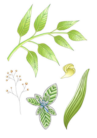 Set of green leaves and flowers isolated on white background. Vector illustration.の写真素材