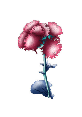 Carnation flower isolated on white background. Realistic flowers.hand drawn flowers on a white backgroundの写真素材