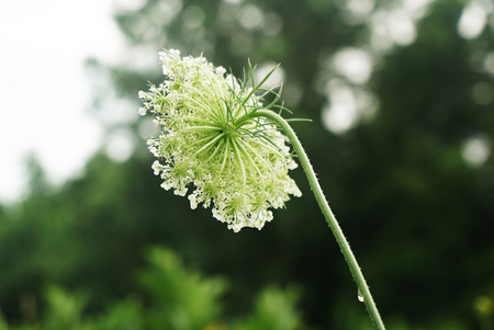 Whight Blooming Flowers of Wild Carrot Closeup with Drop of Water. Flower on the Background Green...