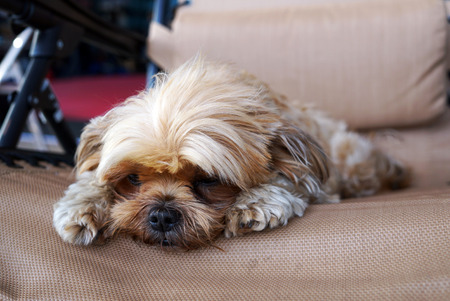 Boring Shih-Tzu dog close-up looking thoughtfully into the distance. A cross between a shih tzu and...