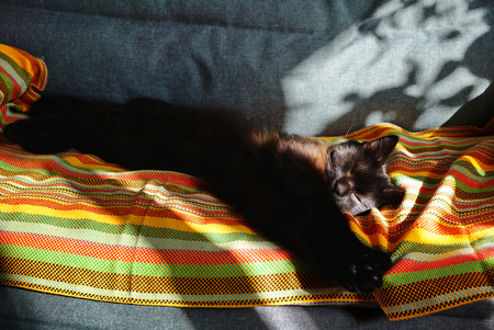 A chocolate-colored cat sleeps on a striped blanket. The sun warms the cat and sunspots are reflected on the sofa. Brown cat sleeping on the couch. Relaxed and stretched his paws.の写真素材